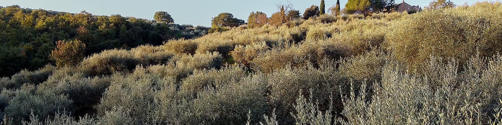 Lake Trasimeno Terroir